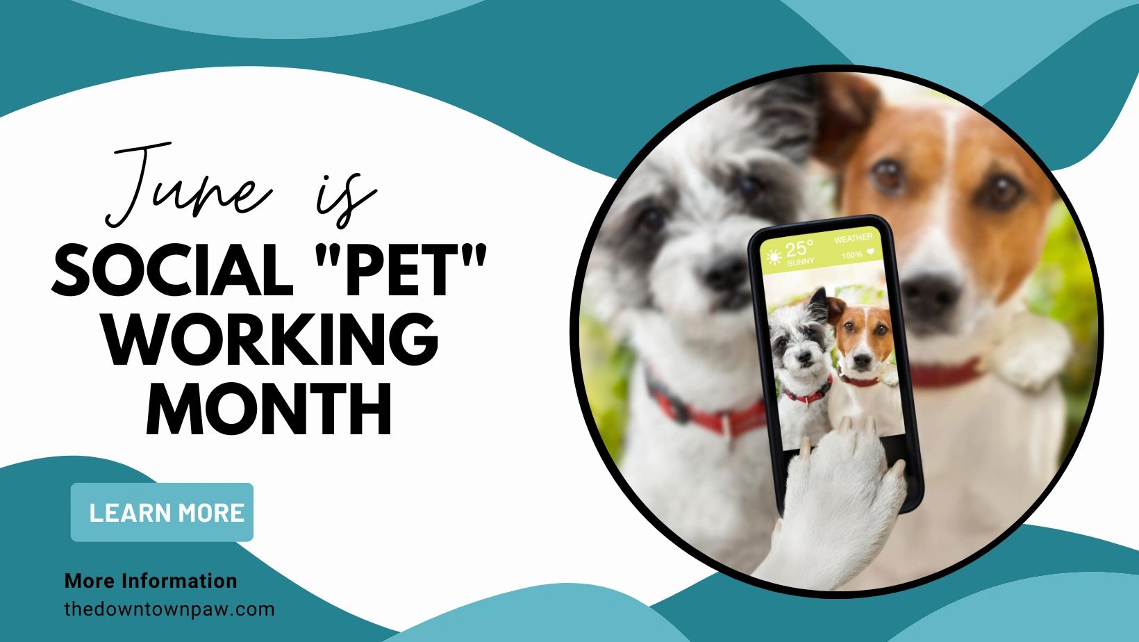 The Downtown Paw Dog Daycare & Grooming Malden, Massachusetts